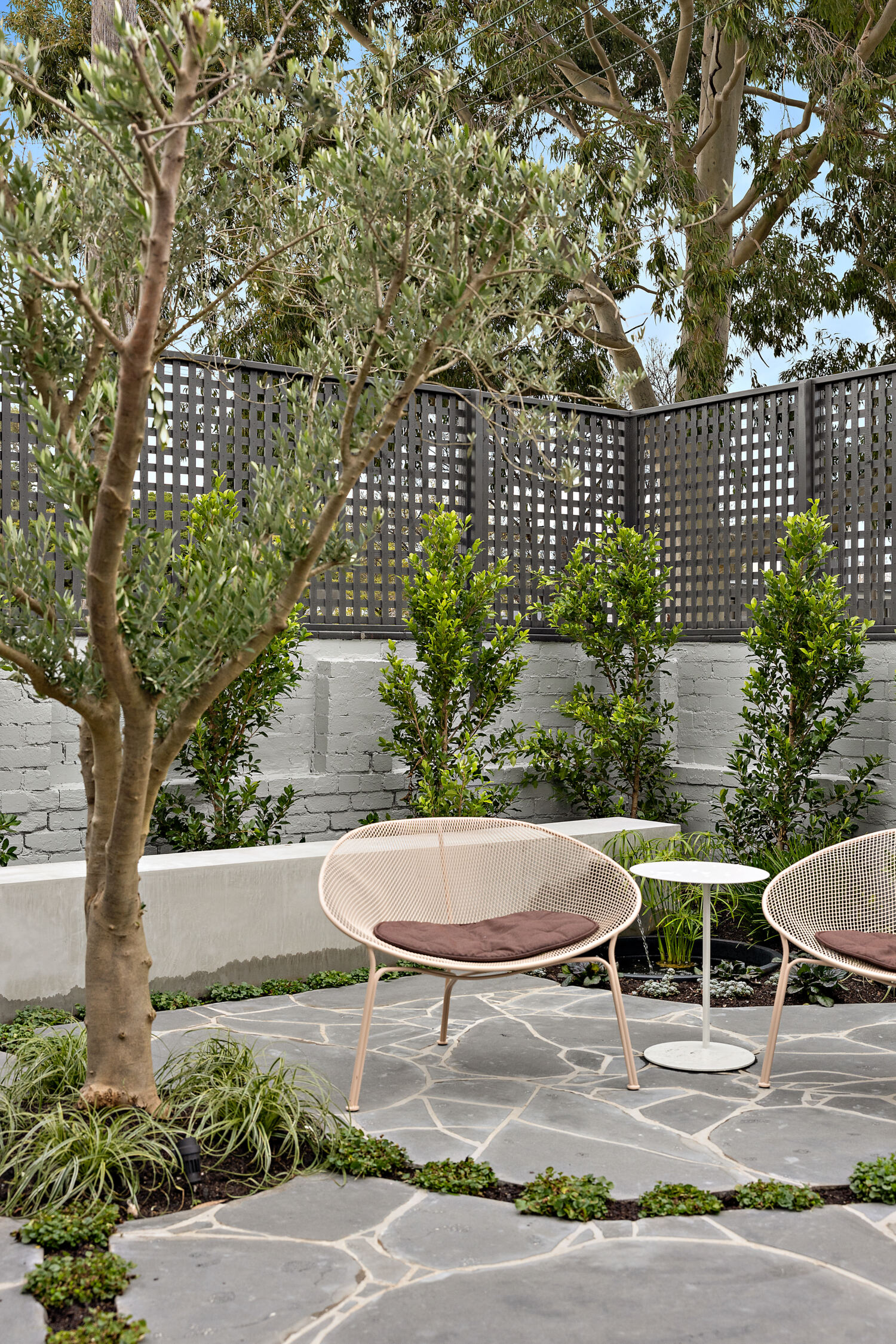 Garden with two seats and olive tree